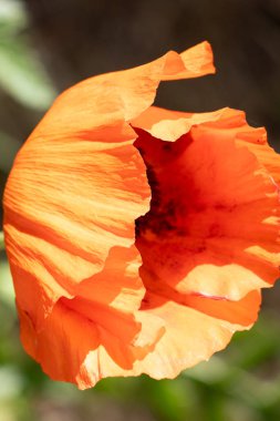 Bahçede güzel kırmızı gelincikler