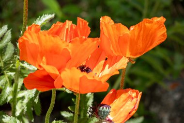 tarlada turuncu gelincik çiçekleri