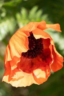 Bahçede yetişen güzel kırmızı gelincik çiçeği