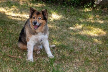 Alman çoban köpek çim