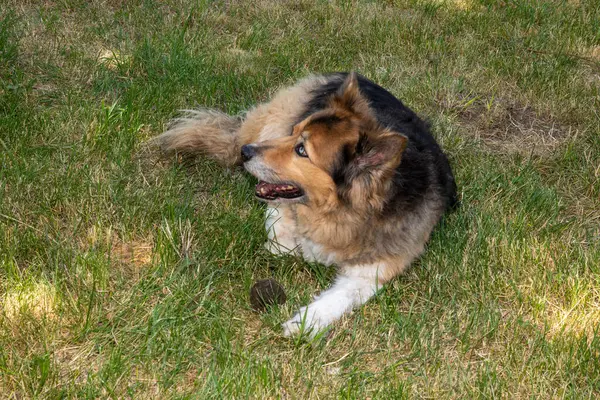 Doğada sevimli bir köpeğin portresi.