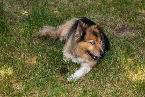 Alman çoban köpeği bahçede oynuyor.