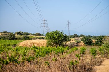 Bitkilerle dolu bir yol ve mavi bir gökyüzü