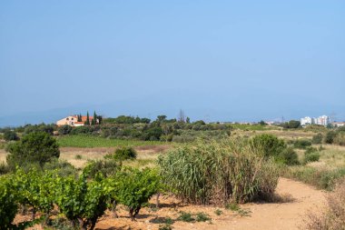 Sicilya 'daki yonca köyünün dağlarındaki üzüm bağlarının manzarası..