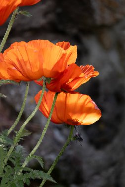 beautiful red poppies flowers in the garden