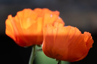 Güzel çiçekler, çiçek konsepti