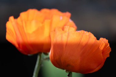 Bahçedeki kırmızı lale