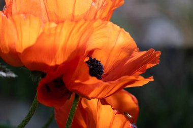 Arka planda güzel gelincik çiçekleri