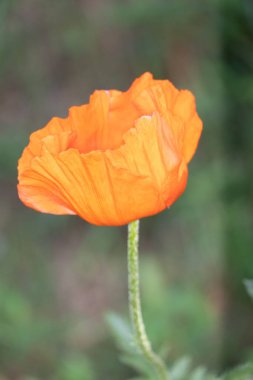 Kırmızı bir gelincik çiçeğine yaklaş