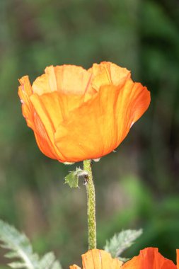 Bahçede güzel gelincik çiçekleri