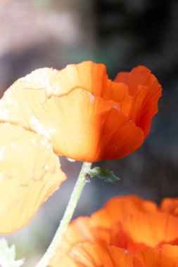 Bir gelincik çiçeğine yaklaş