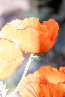 Bir gelincik çiçeğine yaklaş