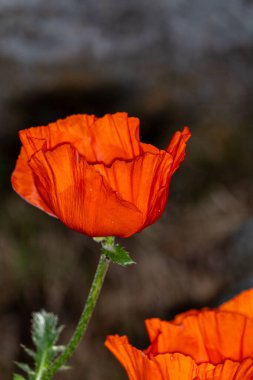 arkaplanı bulanık turuncu çiçek