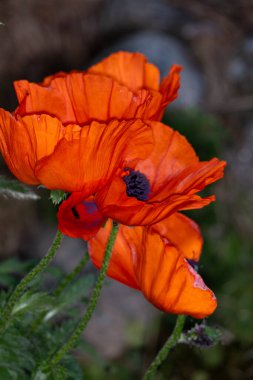 Parlak kırmızı gelincik çiçeğinin dikey yakın çekimi
