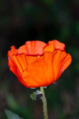 Yeşil yapraklı kırmızı gelincik çiçeği