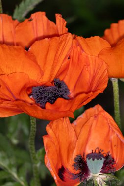 Güzel gelincik çiçekleri yaz günü bahçede yetişir.