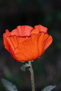 Bahçede kırmızı gelincik çiçeği