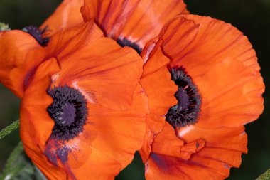 Güzel botanik fotoğrafı, doğal duvar kağıdı.