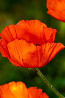 Yazın bir gelincik çiçeğine yakın.