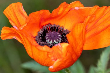 Kırmızı gelincik çiçeği yazın bahçeyi kaplar.