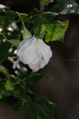 Yazın devedikeni çiçeğinin üzerindeki siyah yaban arısı.