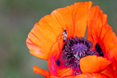 Çayırdaki güzel gelincik çiçeği, yaz mevsimi