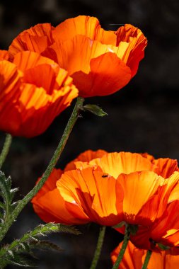 Bahçede kırmızı gelincikler