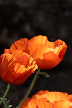 Bahçedeki güzel çiçekler