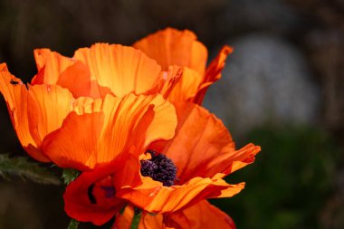 Güzel botanik fotoğrafı, doğal duvar kağıdı.