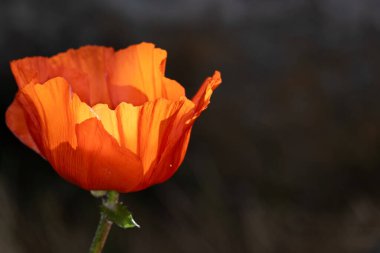 Bahçede kırmızı gelincik çiçeği