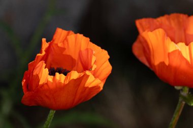 Siyah arka planda kırmızı gelincikler.