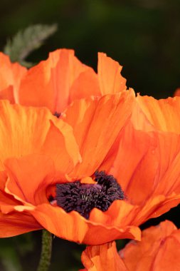 Yeşil çimenlerin üzerinde kırmızı gelincikler.