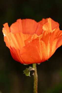 Bahçedeki kırmızı gelincik çiçeği. Papaver bir şey, papaver..