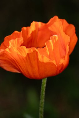 Bahçede turuncu gelincik çiçeği