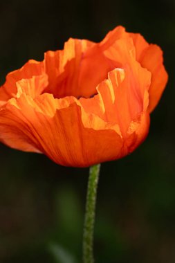 İnanılmaz kırmızı çiçeklere yakın.