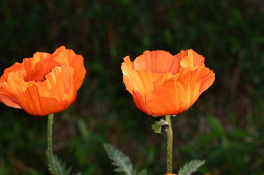 Bahçede yetişen güzel çiçekler