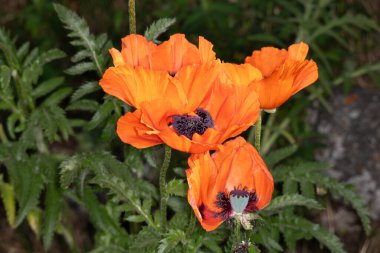 Parlak sarı ve kırmızı gelincik çiçeklerine yaklaş