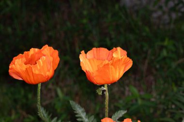 Bahçede güzel portakal gelincikleri