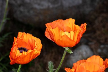 Yaz aylarında kırmızı haşhaş