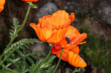 Bahçede turuncu gelincik çiçeği.