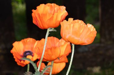 Yeşil çimlerin üzerinde kırmızı çiçekler