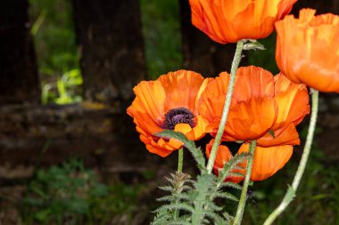 Bahçede yetişen güzel çiçekler, yaz manzarası.