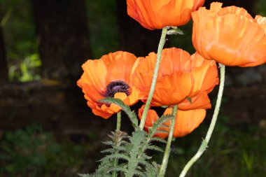 Yeşil arka planda kırmızı gelincik çiçekleri.
