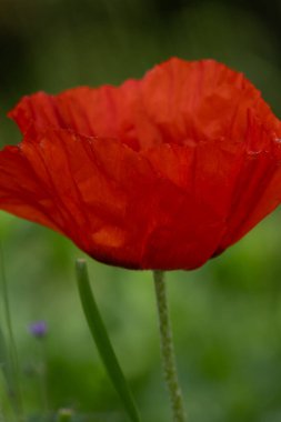 Çiçek dolu bir alanda Kırmızı gelincik