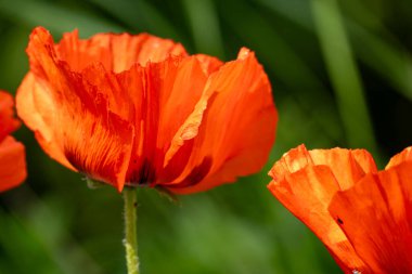 Kırmızı gelincikler tarlada