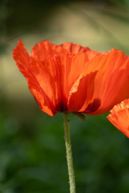 kırmızı gelincikler çayırda