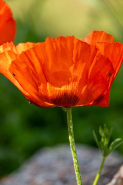 Yakın plan - kırmızı gelincik çiçekleri