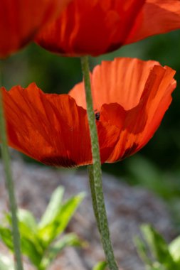 Bahçedeki güzel kırmızı gelincik çiçeği