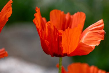 Bahçedeki güzel kırmızı çiçekleri kapat.