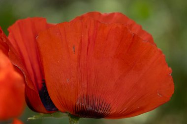 Bahçede kırmızı gelincik çiçekleri